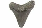Juvenile Megalodon Tooth - Georgia #83655-1